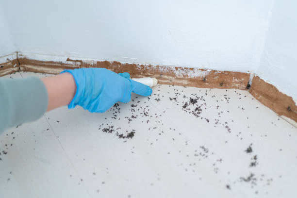 Best Flea Control Services  in Gloversville, NY